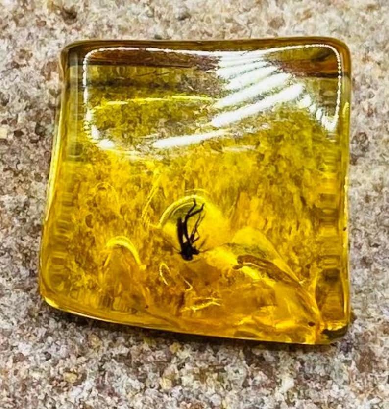 56548094-r-il-628fa1-6806326362-il_794xN.6806326362_kc7c Baltijas Dzintars ar moskītiem, miljoniem gadu veci ietvērumi