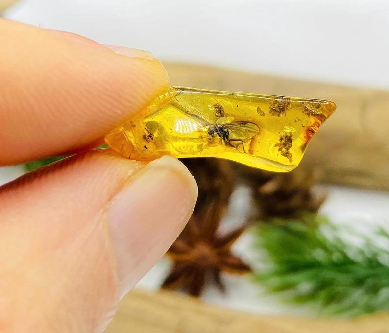 Īsti maziņa izmēra Baltijas Dzintara gabali ar insektu ietvērumiem